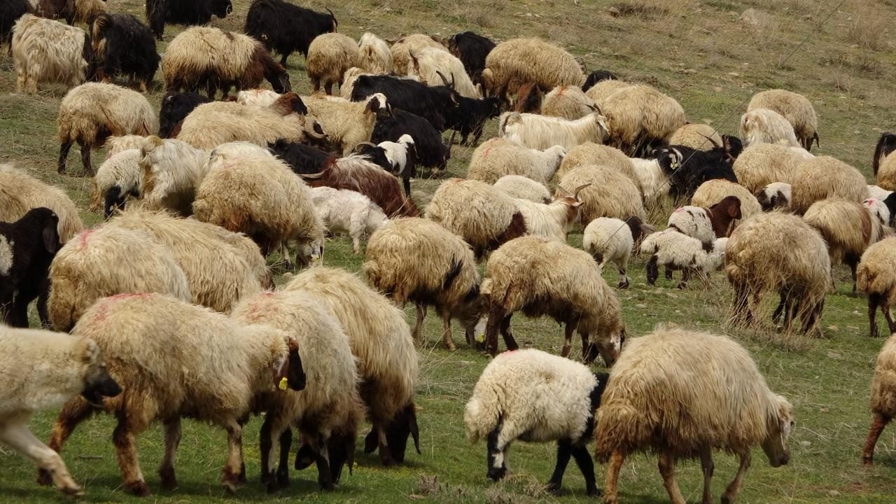 Foto - Bakanlığın yeni yönetmeliği Resmi Gazete’de yayımlandı! Hayvancılık işletmeleri 5 sınıfa ayrılacak