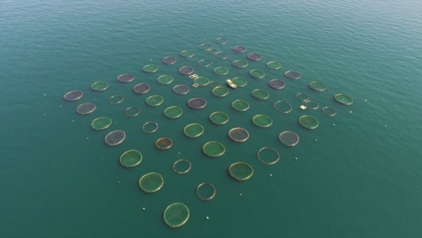 Foto - Bakanlık üretimi için harekete geçmişti... Salgın sonrası talep patlaması!