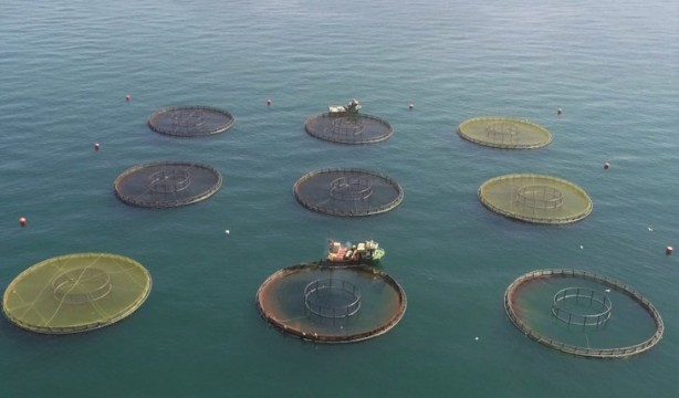 Foto - Bakanlık üretimi için harekete geçmişti... Salgın sonrası talep patlaması!