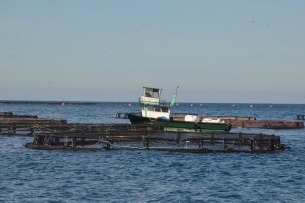 Foto - Bakanlık üretimi için harekete geçmişti... Salgın sonrası talep patlaması!