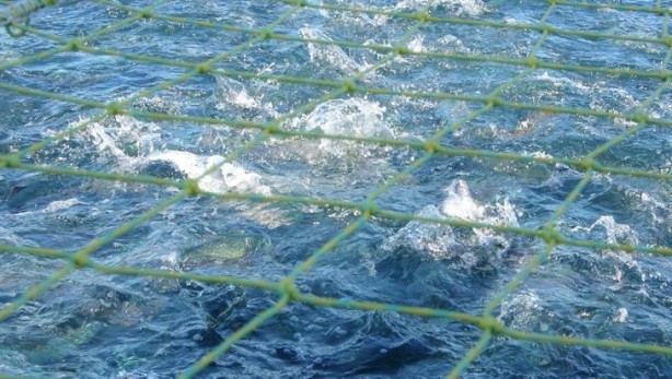 Foto - Bakanlık üretimi için harekete geçmişti... Salgın sonrası talep patlaması!