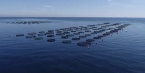 Bakanlık üretimi için harekete geçmişti... Salgın sonrası talep patlaması!