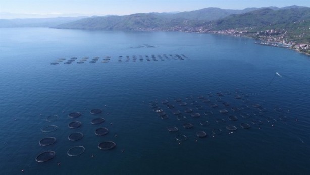 Foto - Bakanlık üretimi için harekete geçmişti... Salgın sonrası talep patlaması!