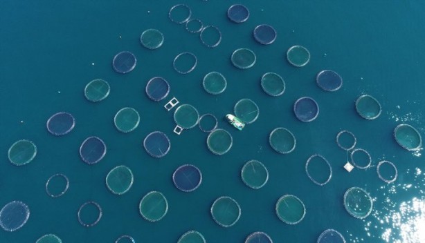 Foto - Bakanlık üretimi için harekete geçmişti... Salgın sonrası talep patlaması!