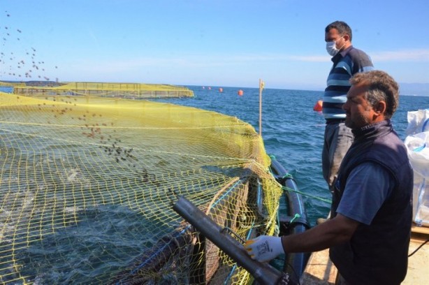 Foto - Bakanlık üretimi için harekete geçmişti... Salgın sonrası talep patlaması!