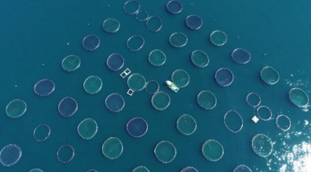 Foto - Bakanlık üretimi için harekete geçmişti... Salgın sonrası talep patlaması!