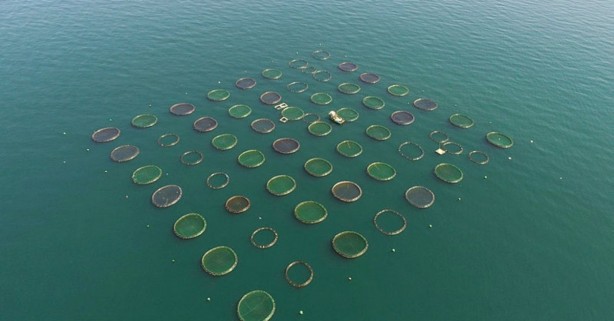 Foto - Bakanlık üretimi için harekete geçmişti... Salgın sonrası talep patlaması!