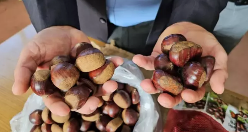 Foto - Bakanlıktan kestane için ortaya çıkan Türkiye hamlesi! Resmen değişti diyerek duyurdu: Artık zorunlu olacak