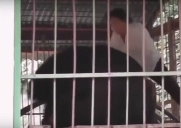 Foto - Bakıcısını canlı canlı yine ayı kameralara böyle yansıdı