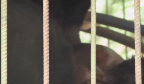 Foto - Bakıcısını canlı canlı yine ayı kameralara böyle yansıdı