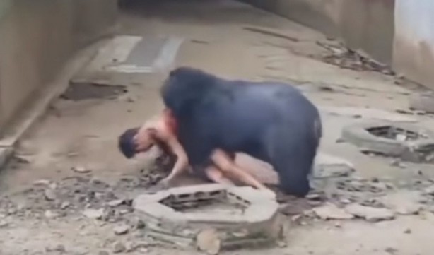 Foto - Bakıcısını canlı canlı yine ayı kameralara böyle yansıdı