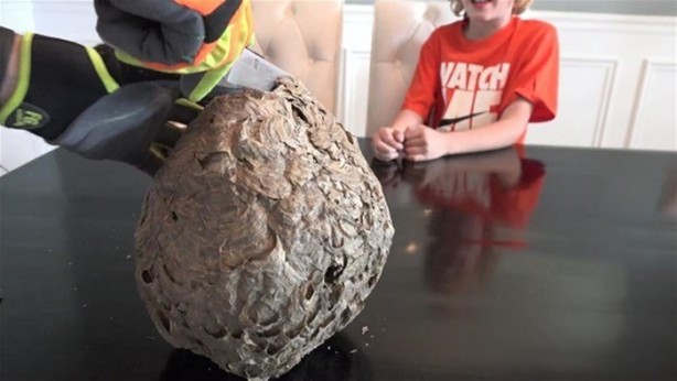 Foto - Bakın arı kovanının içinden ne çıktı?