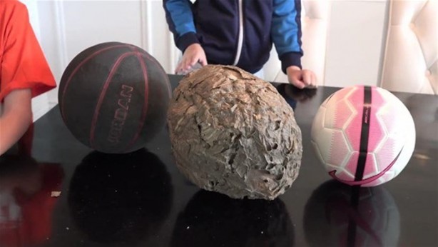 Foto - Bakın arı kovanının içinden ne çıktı?