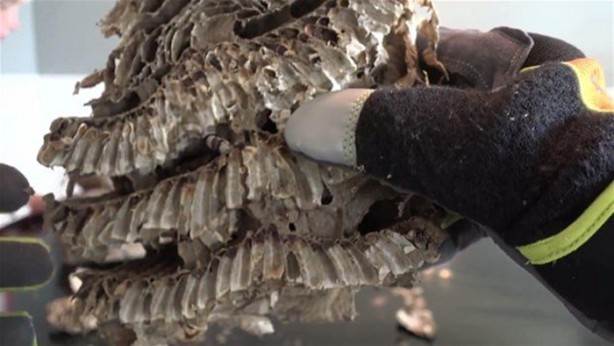 Foto - Bakın arı kovanının içinden ne çıktı?