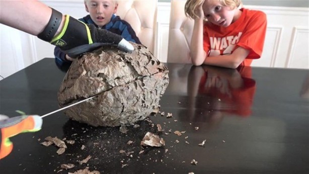 Foto - Bakın arı kovanının içinden ne çıktı?