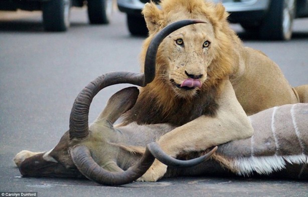 Foto - Bakın aslanlar bu sefer nerede avlandı!