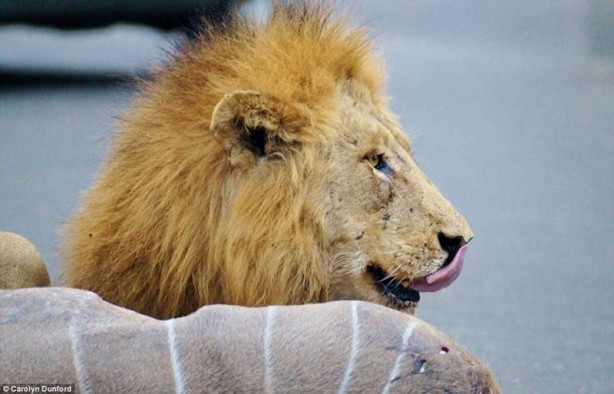 Foto - Bakın aslanlar bu sefer nerede avlandı!
