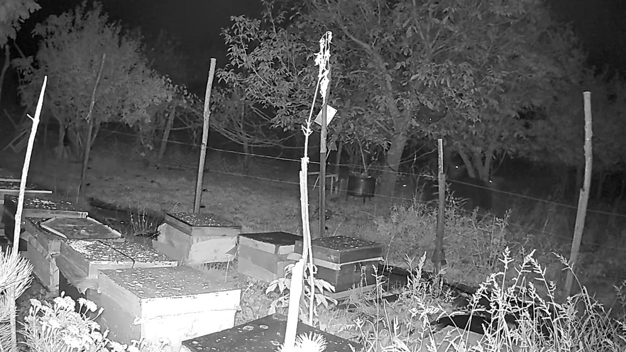 Foto - Bakın ayılar kovana neden ulaşamadı! 