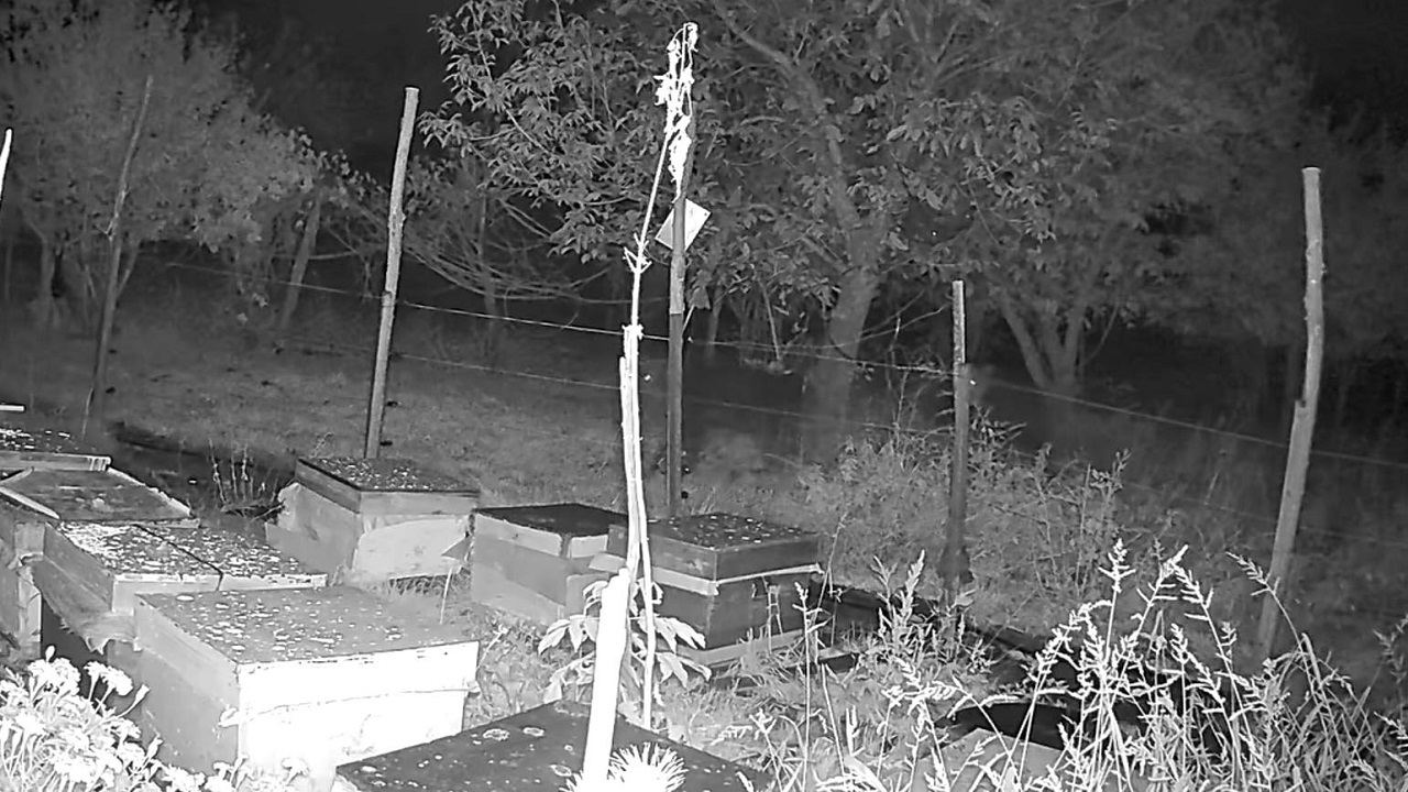 Foto - Bakın ayılar kovana neden ulaşamadı! 