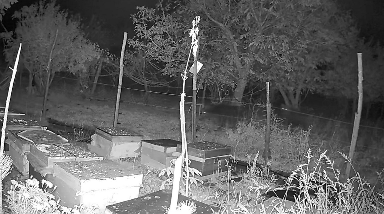 Foto - Bakın ayılar kovana neden ulaşamadı! 