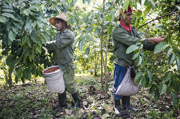 Foto - Bakın bu kahve nerede yetiştiriliyor! 