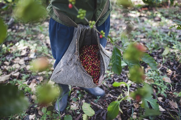 Foto - Bakın bu kahve nerede yetiştiriliyor! 