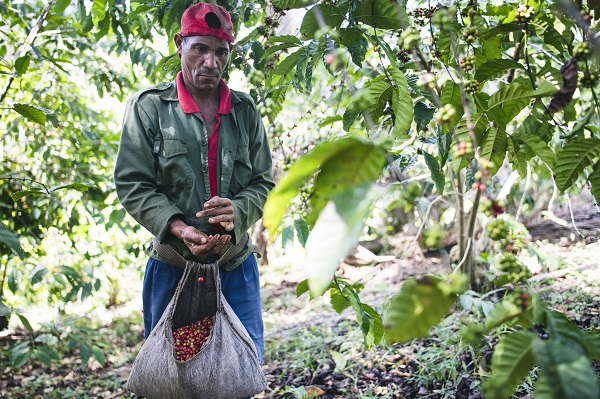 Foto - Bakın bu kahve nerede yetiştiriliyor! 