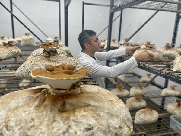 Foto - Bakın bu mantar nasıl yetiştirildi!