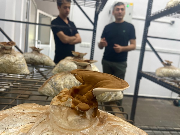 Foto - Bakın bu mantar nasıl yetiştirildi!