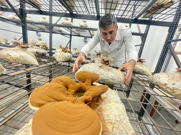 Foto - Bakın bu mantar nasıl yetiştirildi!