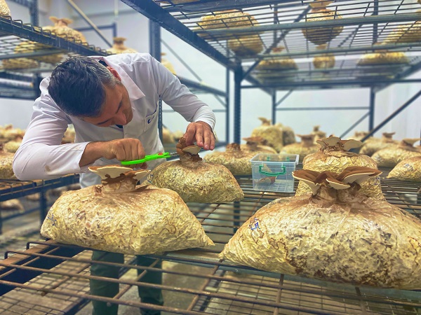 Foto - Bakın bu mantar nasıl yetiştirildi!