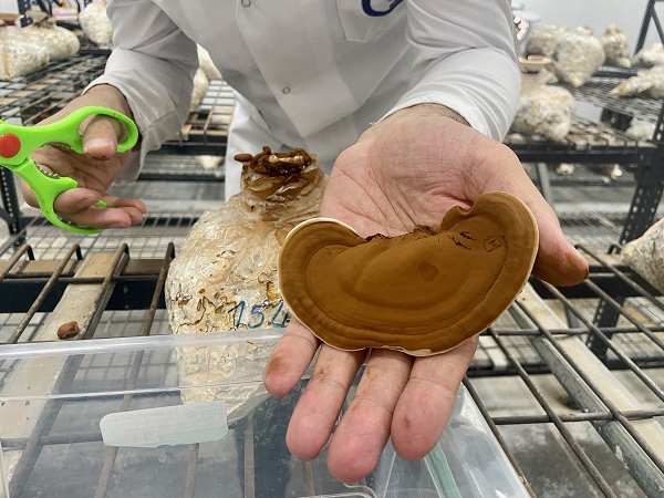 Foto - Bakın bu mantar nasıl yetiştirildi!