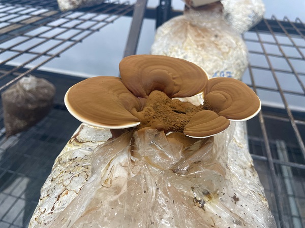 Bakın bu mantar nasıl yetiştirildi!