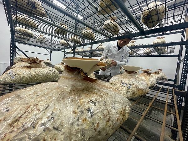Foto - Bakın bu mantar nasıl yetiştirildi!