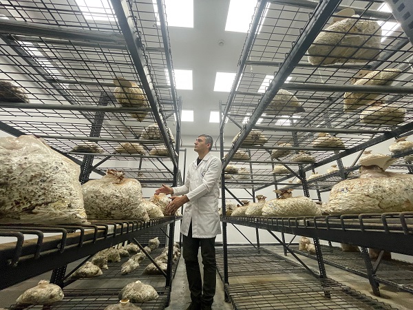 Foto - Bakın bu mantar nasıl yetiştirildi!