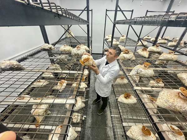 Foto - Bakın bu mantar nasıl yetiştirildi!