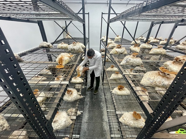 Foto - Bakın bu mantar nasıl yetiştirildi!