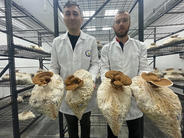 Foto - Bakın bu mantar nasıl yetiştirildi!