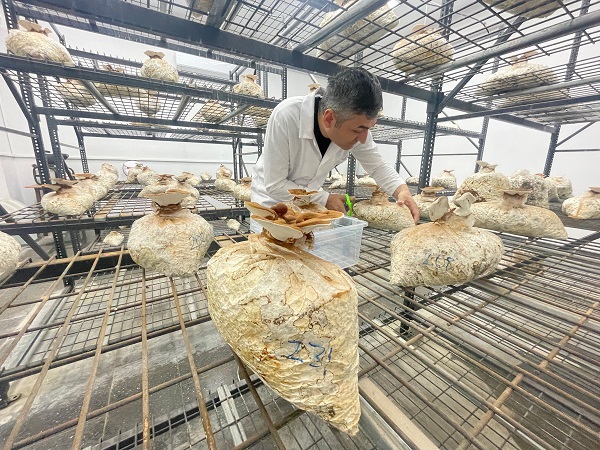 Foto - Bakın bu mantar nasıl yetiştirildi!