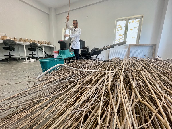 Foto - Bakın bu mantar nasıl yetiştirildi!