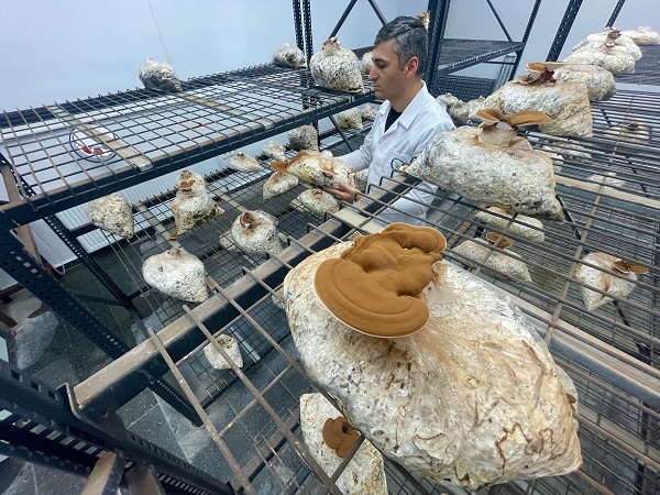 Foto - Bakın bu mantar nasıl yetiştirildi!