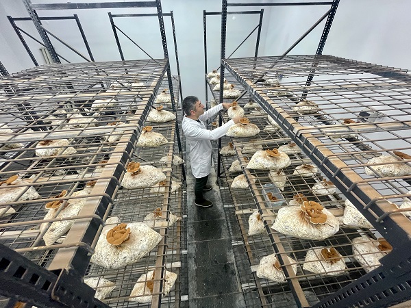 Foto - Bakın bu mantar nasıl yetiştirildi!