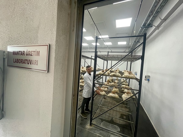 Foto - Bakın bu mantar nasıl yetiştirildi!