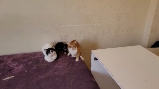 Foto - Bakın bu sefer içeriden ne çıktı! Bir çöp ev vakası daha