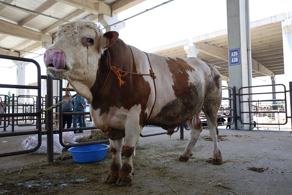 Foto - Bakın bu tosun pazarın en pahalısı
