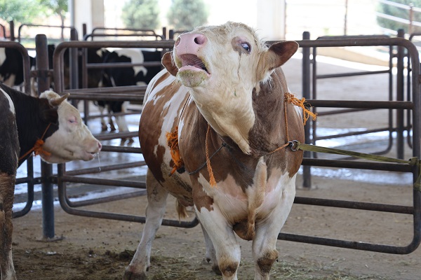 Foto - Bakın bu tosun pazarın en pahalısı