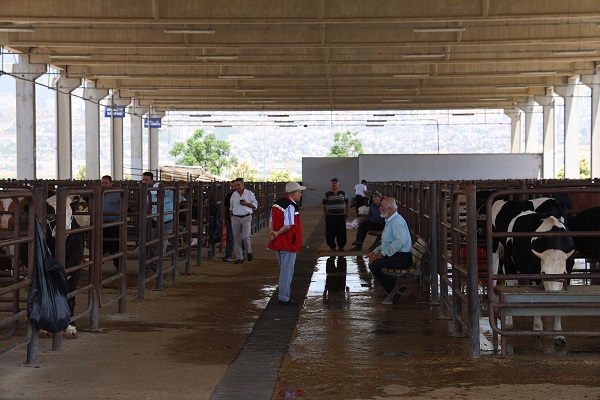 Foto - Bakın bu tosun pazarın en pahalısı