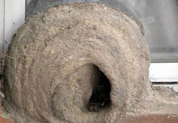 Foto - Bakın dişi kuş yuvayı nasıl yapıyor...