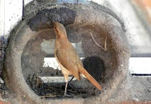 Foto - Bakın dişi kuş yuvayı nasıl yapıyor...