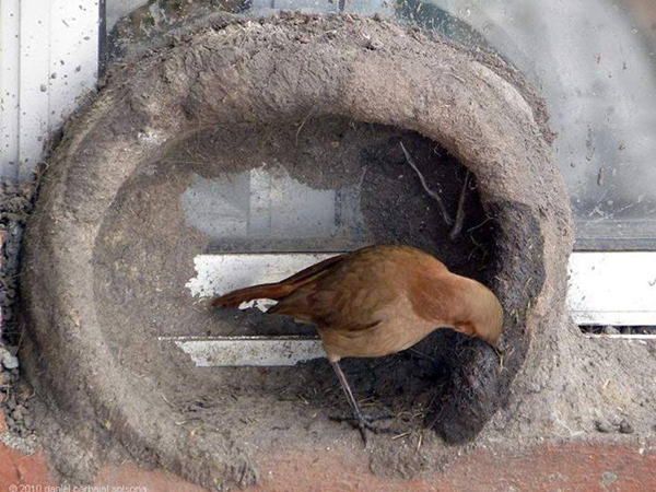 Foto - Bakın dişi kuş yuvayı nasıl yapıyor...
